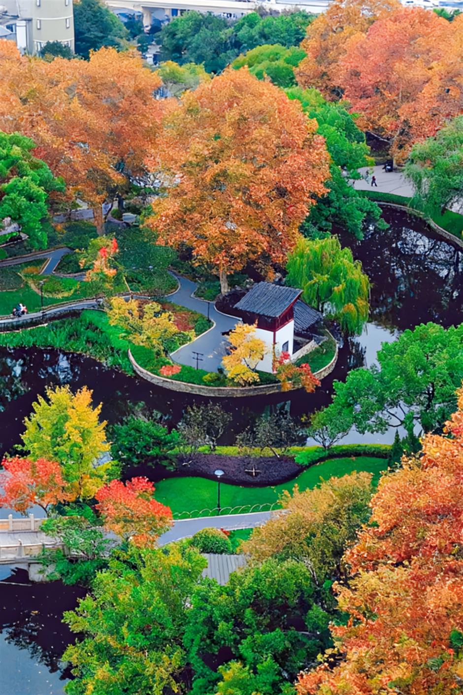 免费!鲜为人知!闹市藏着红枫黛瓦中式美学