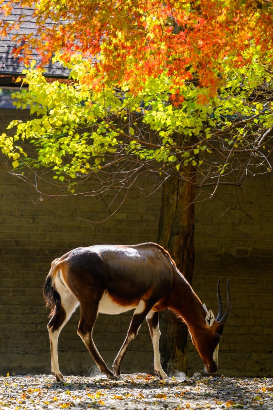 限时半价! 上海动物园冬日美景超级出片