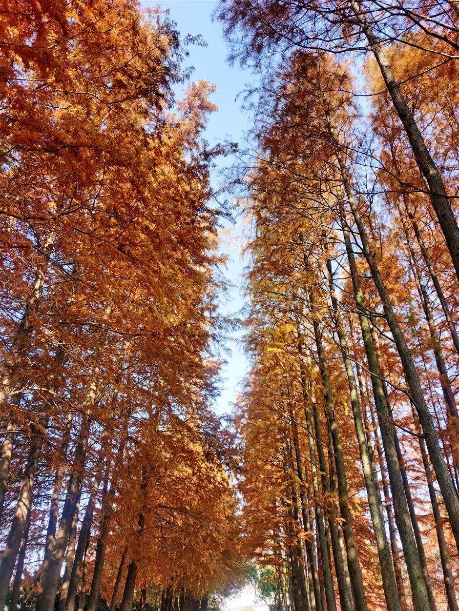 City's 'Plant Guardians' Project Aims to Protect Endangered Species