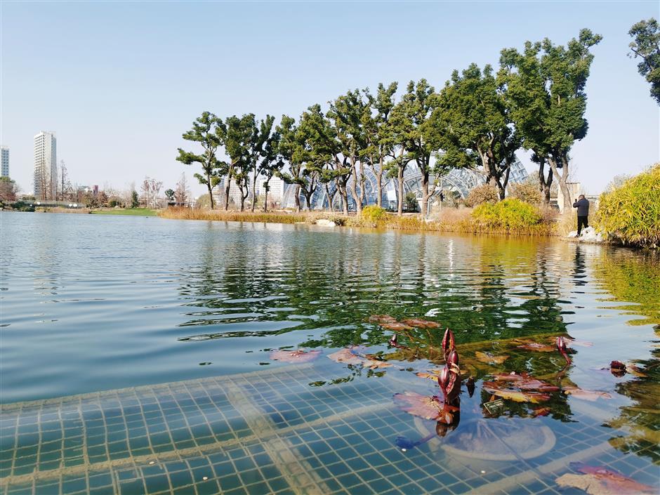 City's 'Plant Guardians' Project Aims to Protect Endangered Species