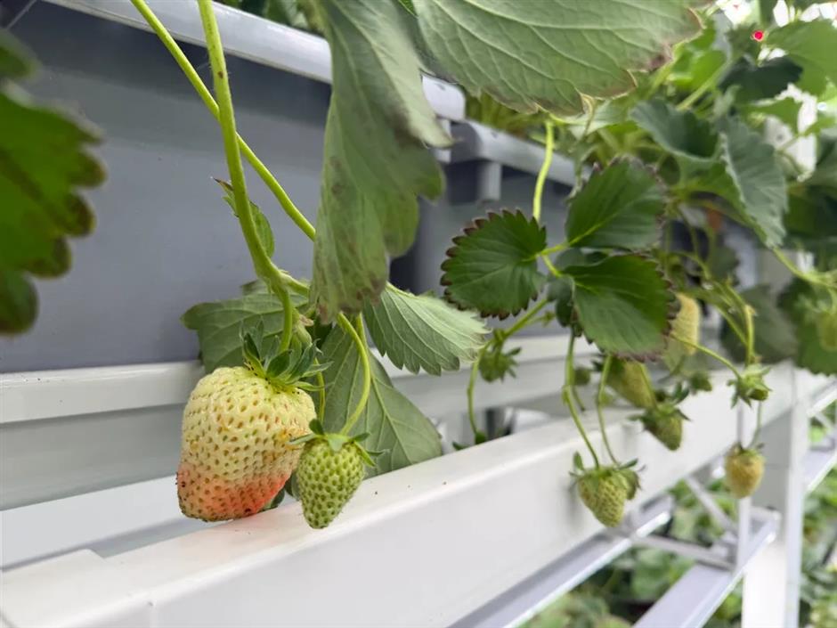 Baihe Ensures Year-round Strawberry Production
