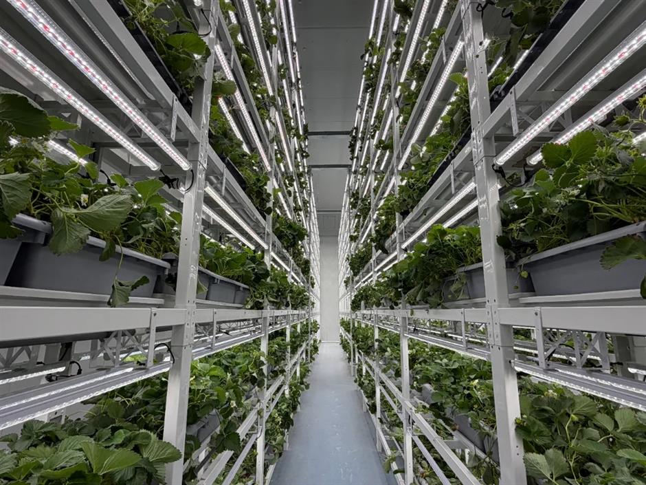 Baihe Ensures Year-round Strawberry Production