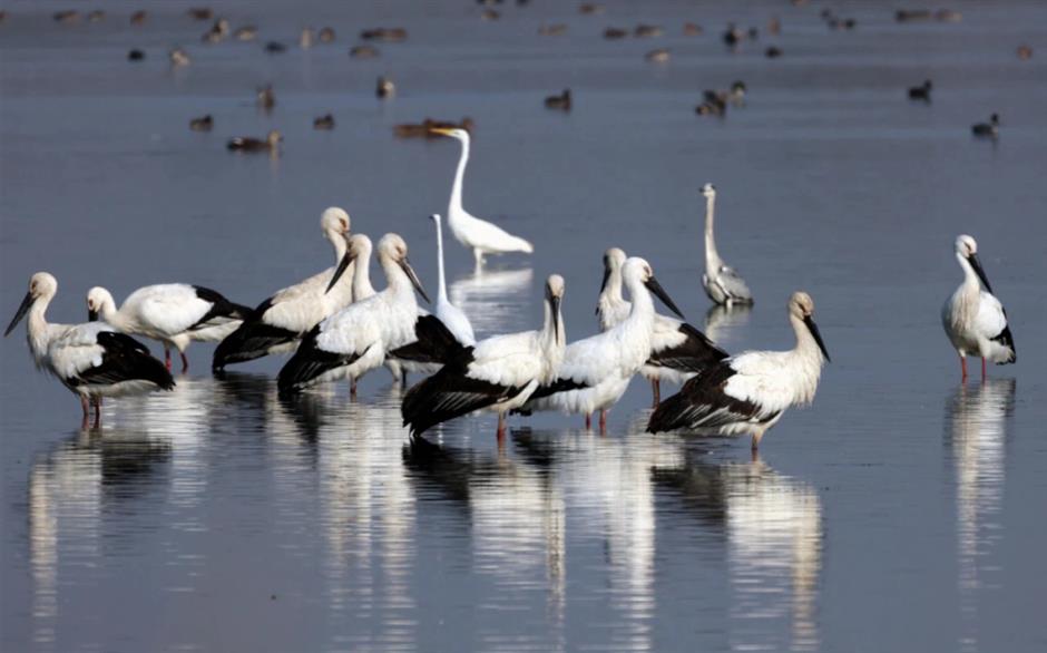 在前滩遇见崇明!这场文旅嘉年华好玩到不想走