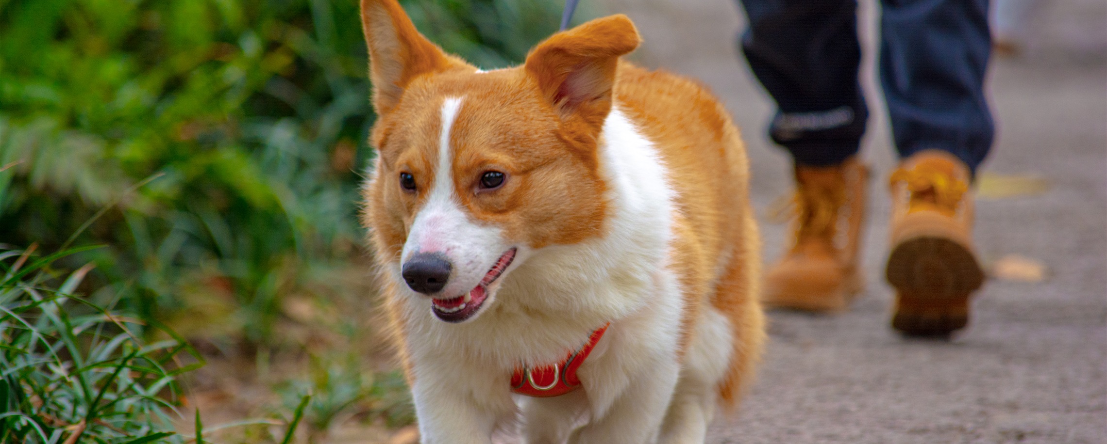 The Ultimate Pet-Friendly Parks Across Jing'an District