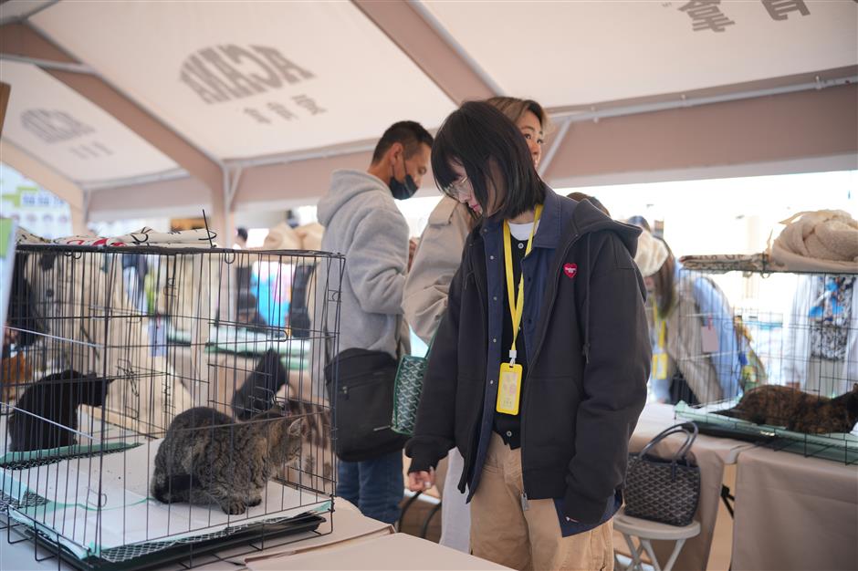 Tianping Subdistrict Launches Shanghai's First All-Area Pet-Friendly Zone