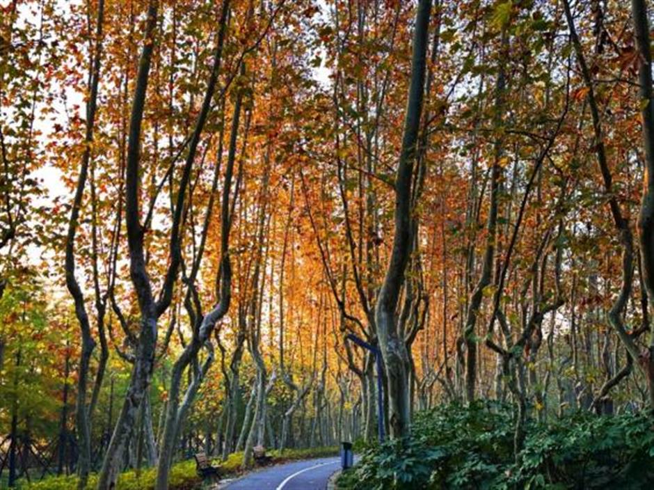 旅超|从美食到美景,从舌尖到眼底,闵行好惊喜!