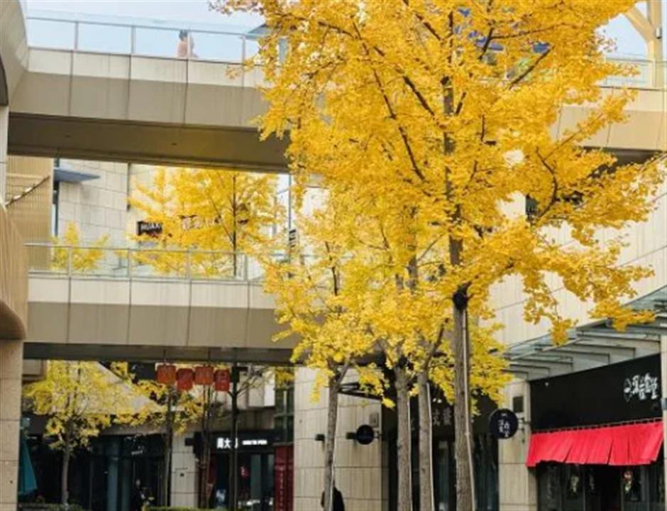 旅超|从美食到美景,从舌尖到眼底,闵行好惊喜!