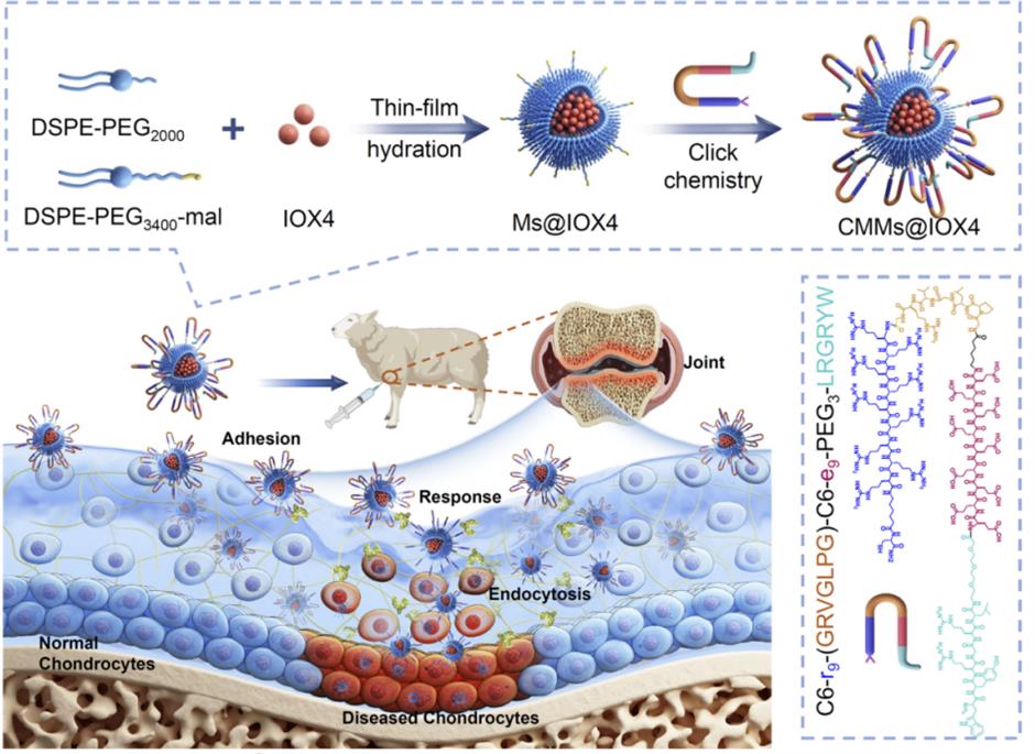 [China Tech] Researchers Develop Targeted Nano-Therapy to Treat Arthritis at the Cellular Level