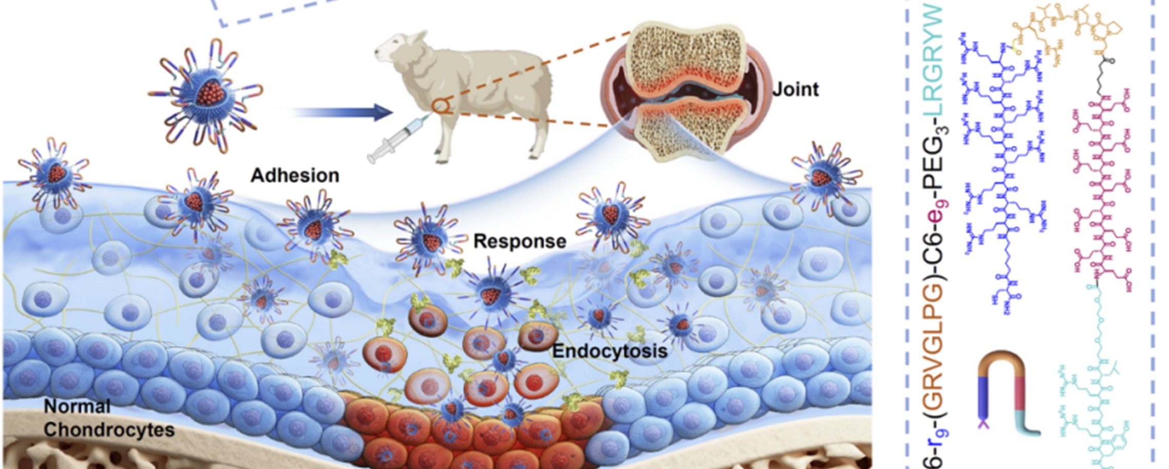 [China Tech] Researchers Develop Targeted Nano-Therapy to Treat Arthritis at the Cellular Level