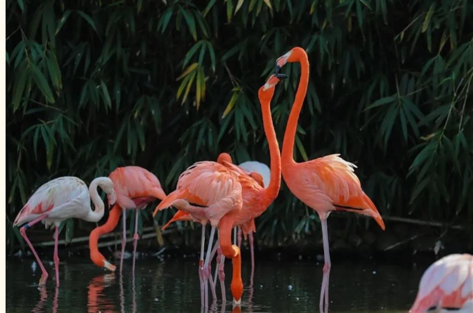 魔都特好玩!这些景区古镇换新年皮肤啦