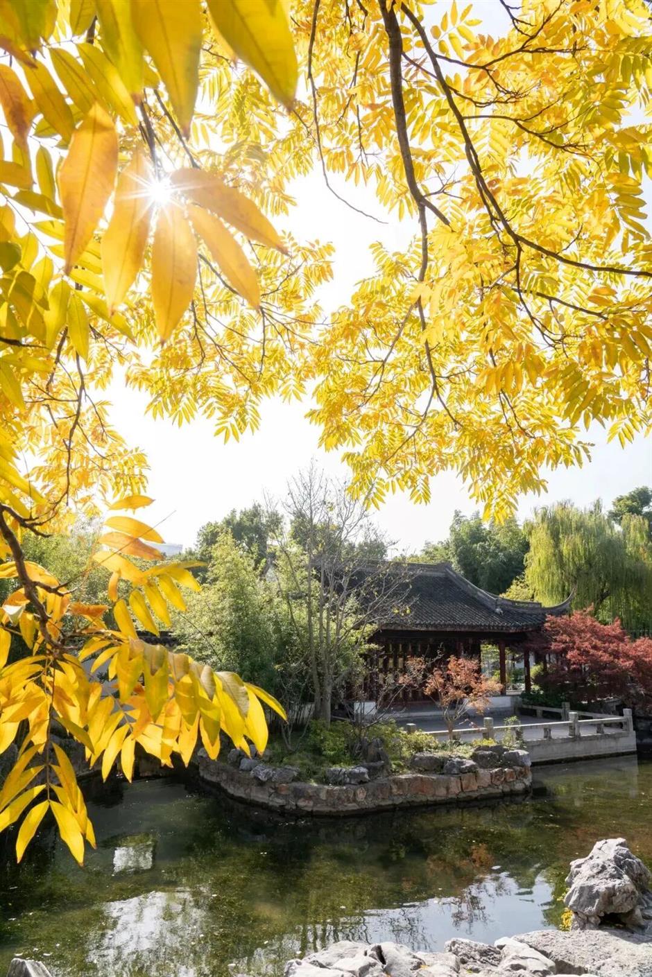 旅超 | 光影為筆,繪就嘉定冬日詩行