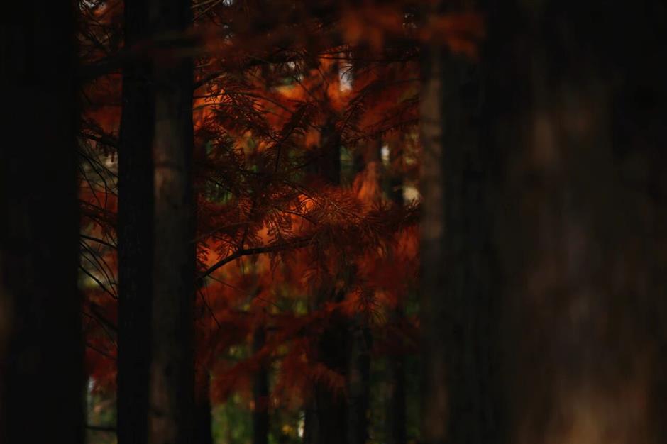 旅超 | 光影為筆,繪就嘉定冬日詩行