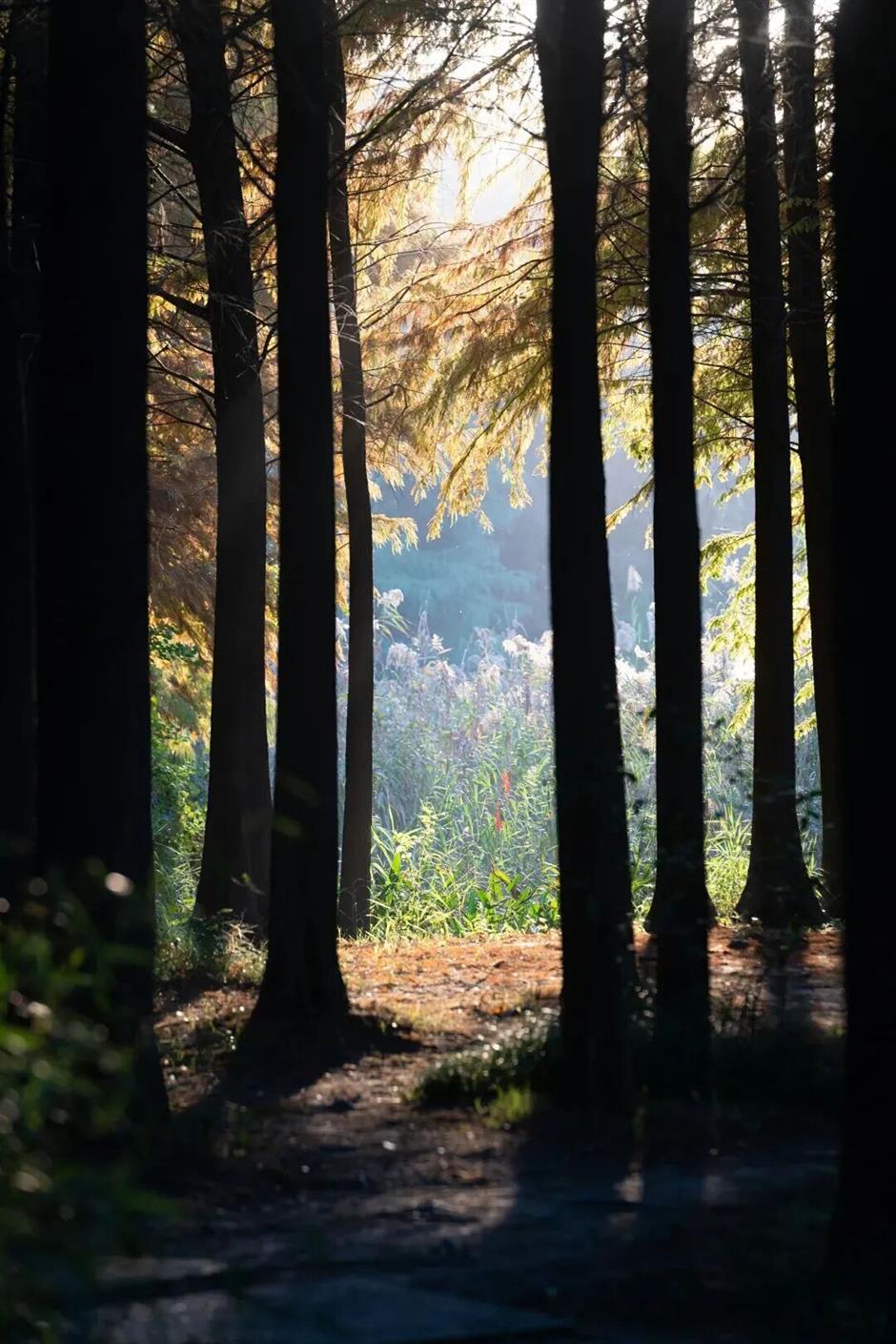旅超 | 光影為筆,繪就嘉定冬日詩行