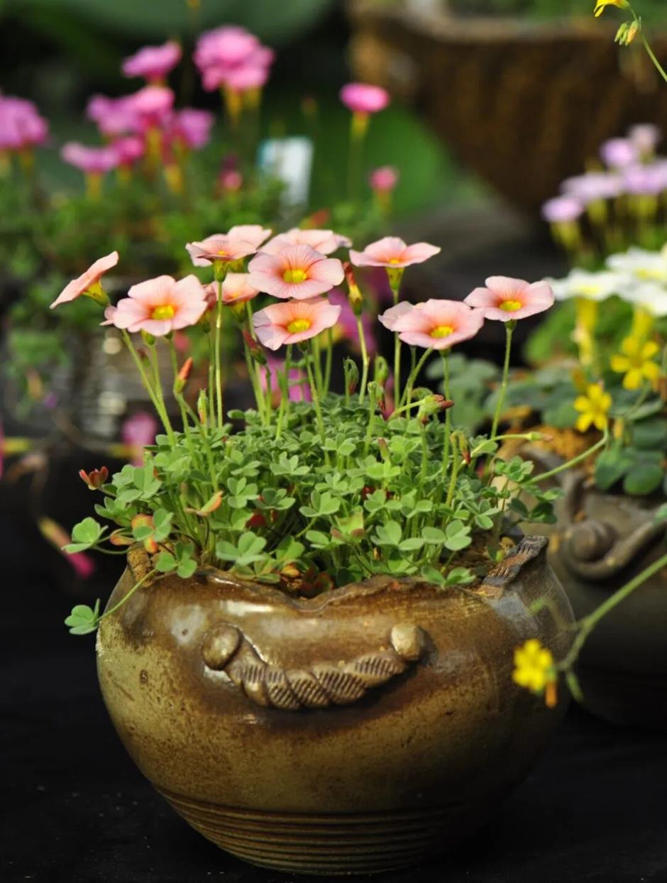 2026首個新展!赴一場「草」率的幸運之約