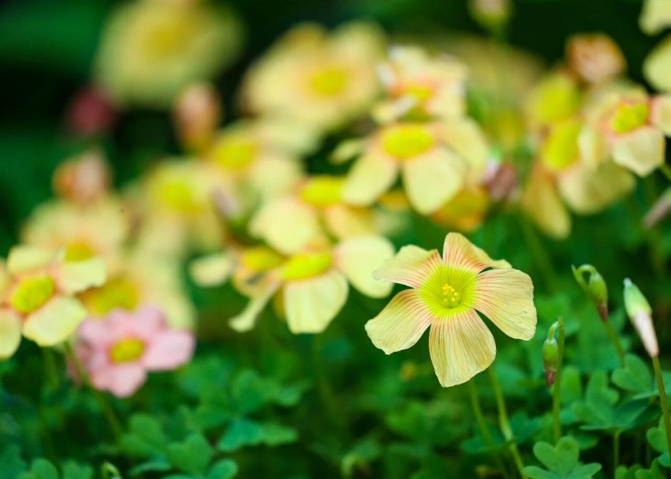 2026首個新展!赴一場「草」率的幸運之約