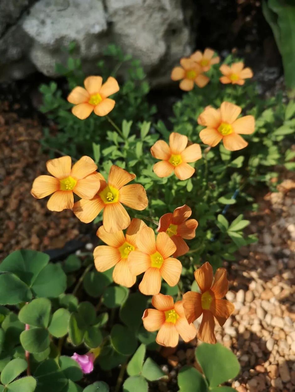 2026首個新展!赴一場「草」率的幸運之約