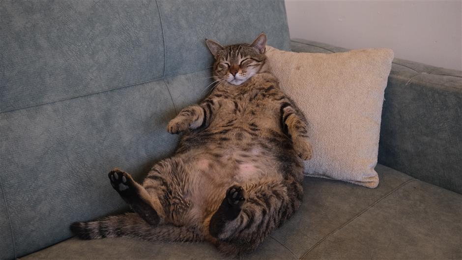 From Ozempic to 'Meow-zempic': Cats Get Their Own Weight-Loss Shot
