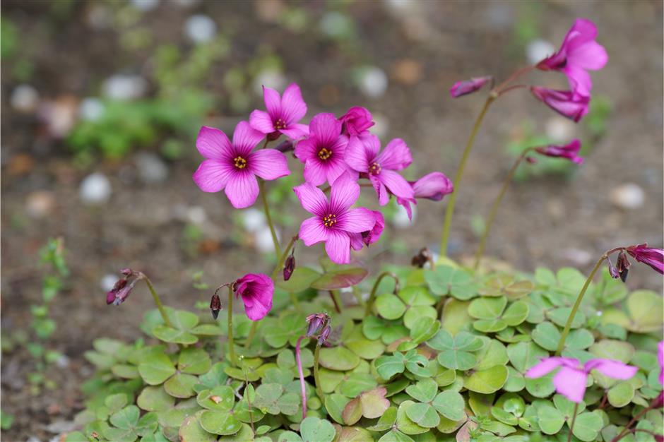 2026首個新展!赴一場「草」率的幸運之約