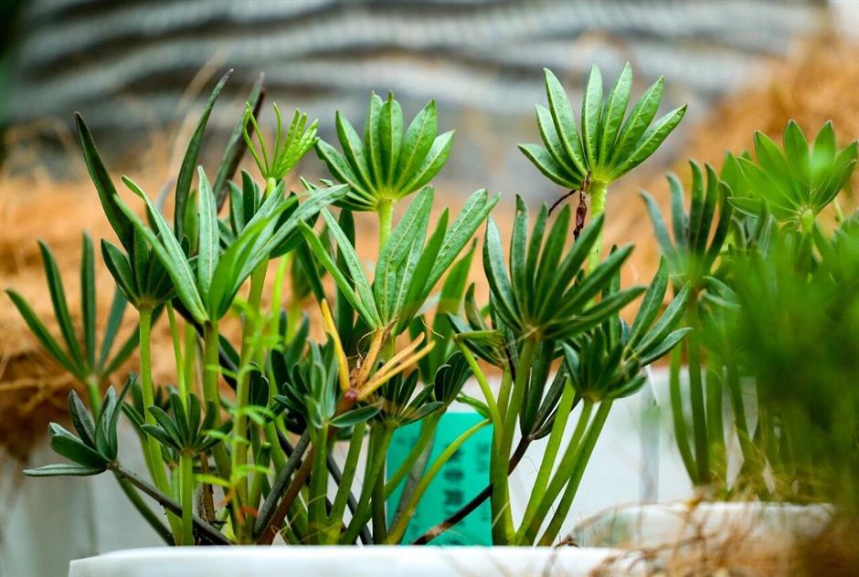 2026首個新展!赴一場「草」率的幸運之約