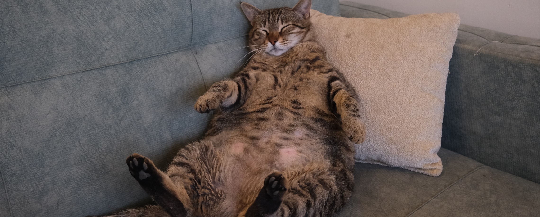 From Ozempic to 'Meow-zempic': Cats Get Their Own Weight-Loss Shot