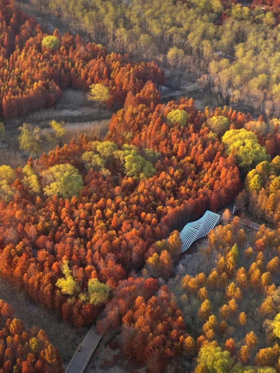 旅超 | 初冬逛沪郊!奉贤+崇明限时优惠,把诗意和实惠一起打包