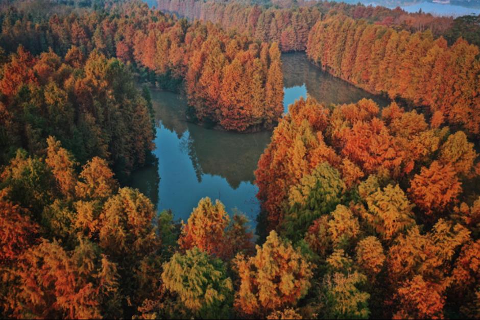 旅超 | 初冬逛沪郊!奉贤+崇明限时优惠,把诗意和实惠一起打包