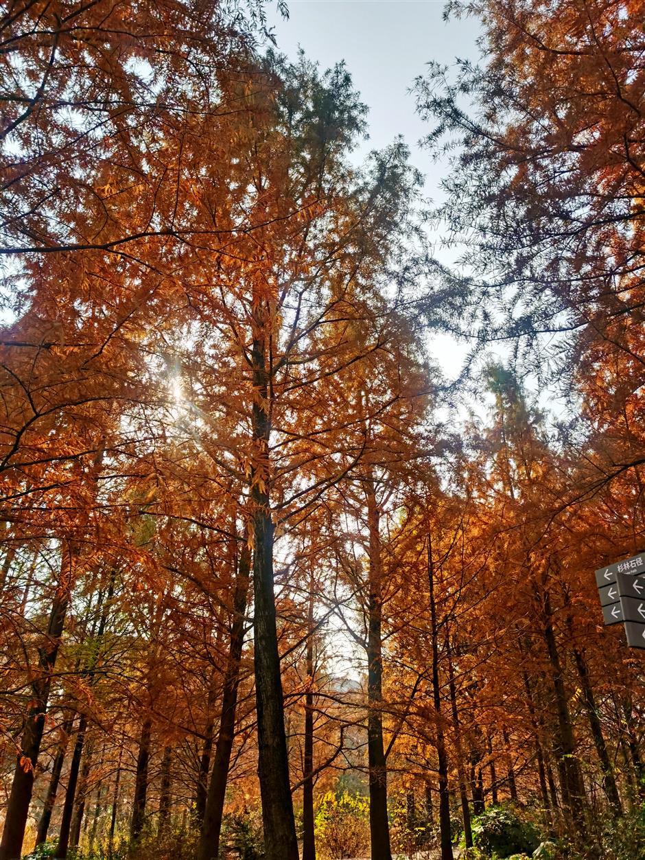 Shanghai's 'Park City' Ambition on Steady Path