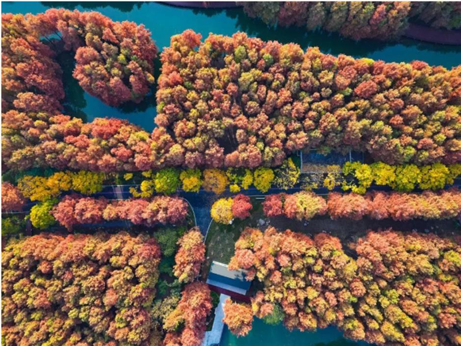 免费新开!魔都8000平方米水上森林!