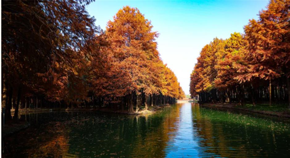 免费新开!魔都8000平方米水上森林!