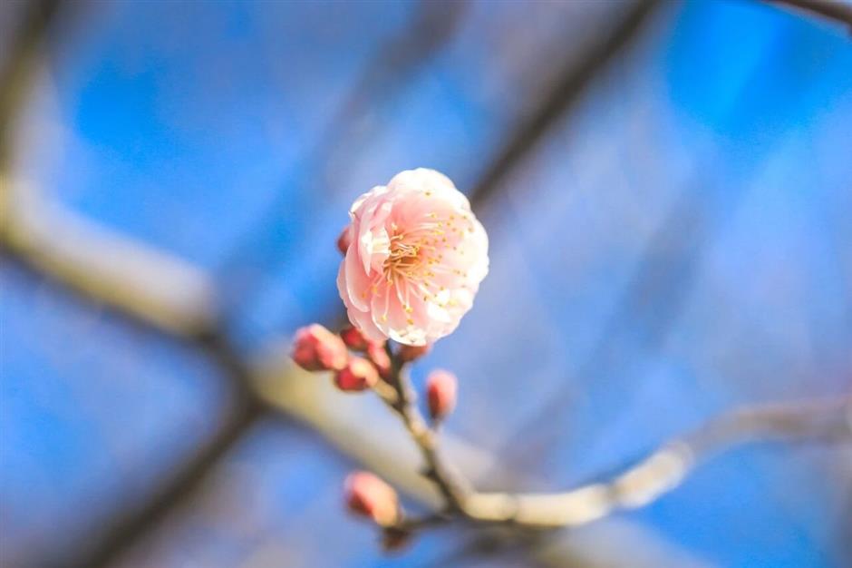 2026第一朵梅花已開!