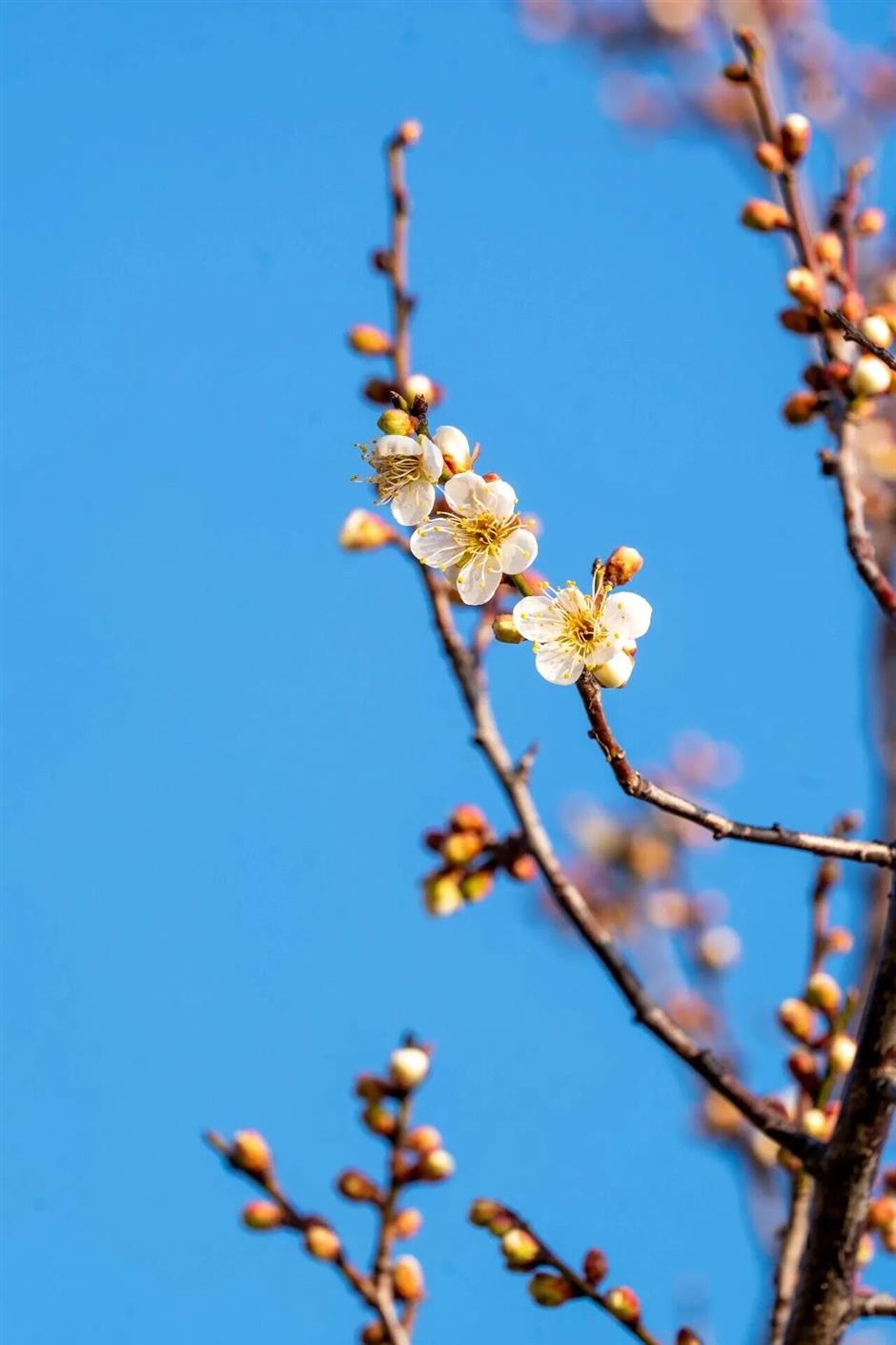 2026第一朵梅花已開!