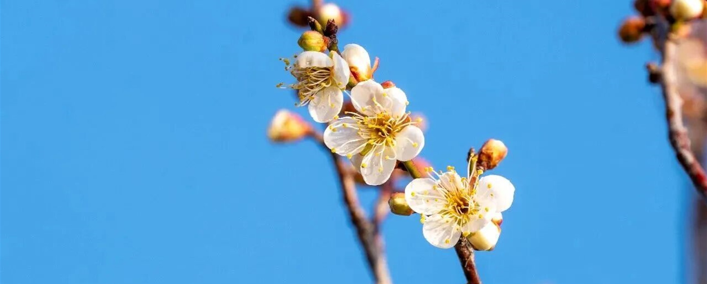 2026第一朵梅花已開!-The Official Shanghai China Travel Website