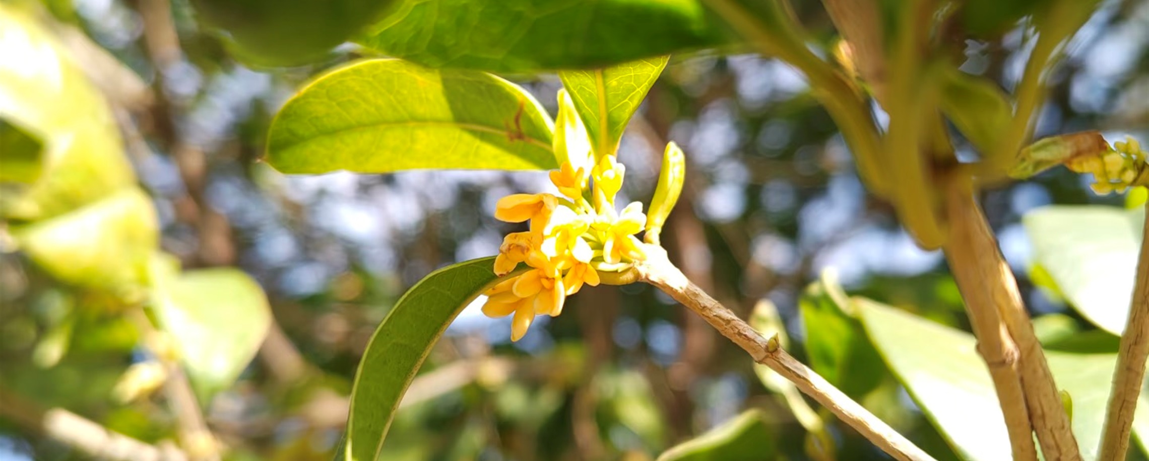 Shanghai Spring? Flowers Bloom in Warm January Spell But Colder Days Loom