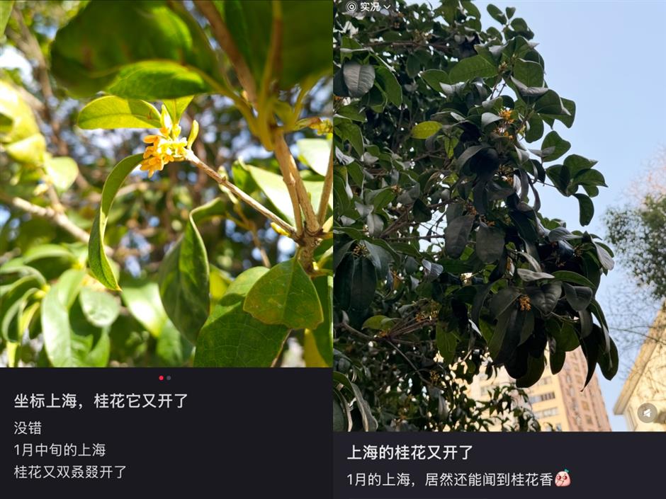 Shanghai Spring? Flowers Bloom in Warm January Spell But Colder Days Loom