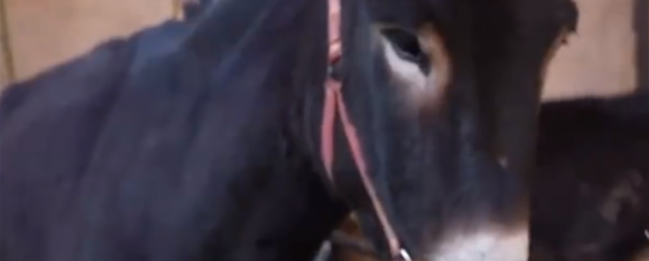 Script to Stable: Village Enlists All – Even Donkeys – in Micro-drama Rush