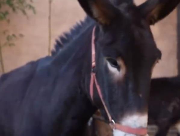 Script to Stable: Village Enlists All – Even Donkeys – in Micro-drama Rush