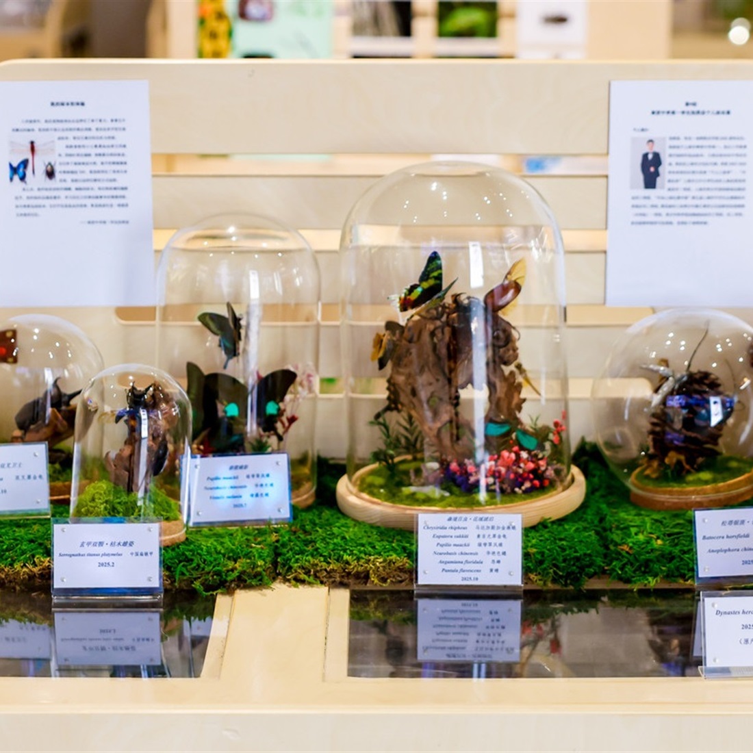 'Beauty and Nature Symbiosis' Exhibition Opens at the Oriental Beauty Valley