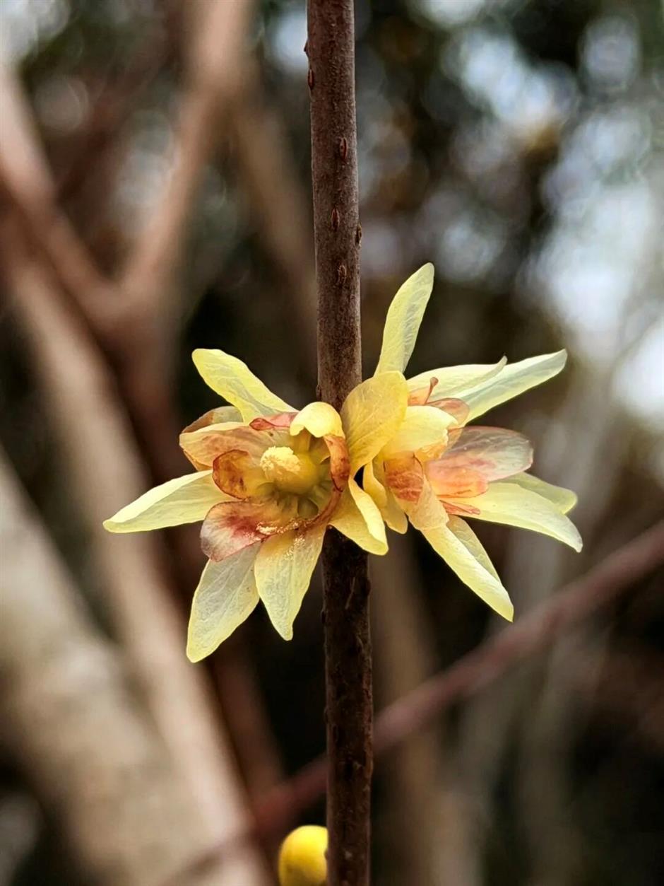 太香了!上海冬日頂流已上線→