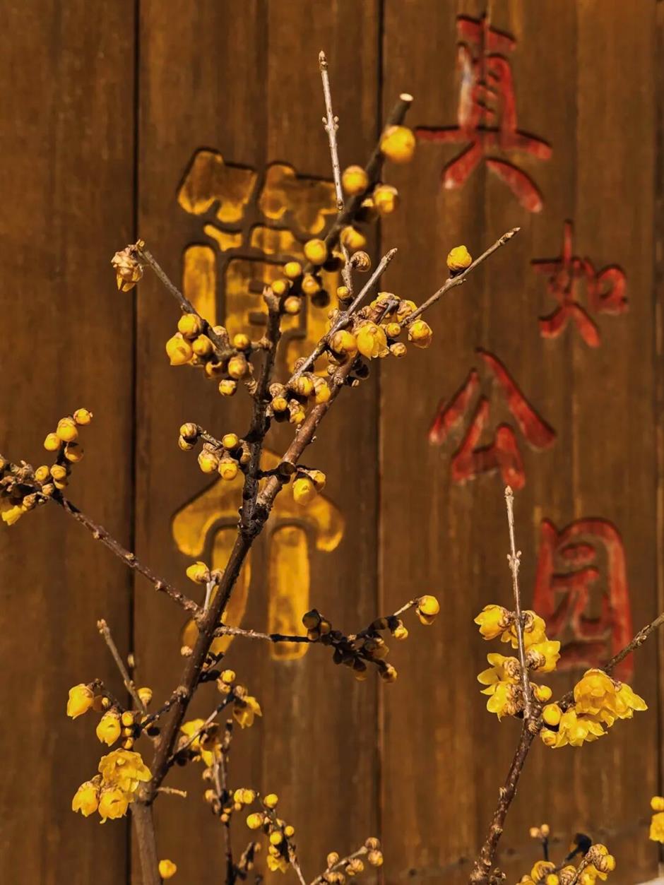 太香了!上海冬日顶流已上线→