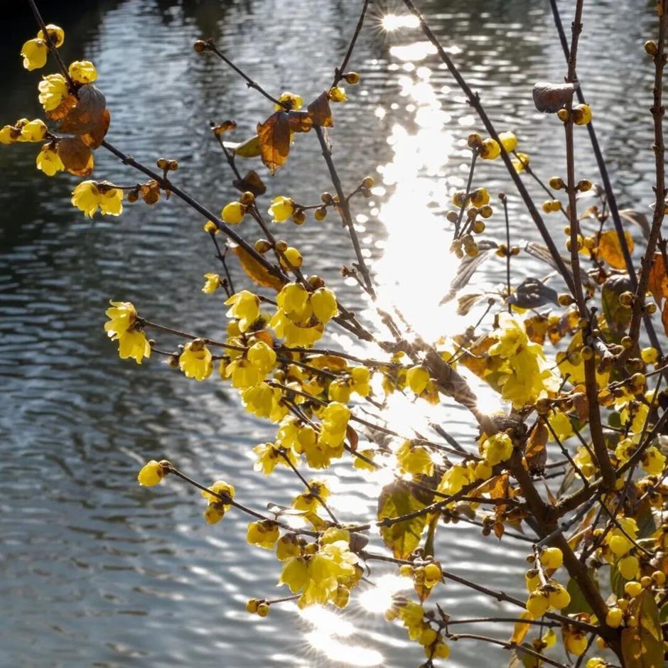 太香了!上海冬日顶流已上线→