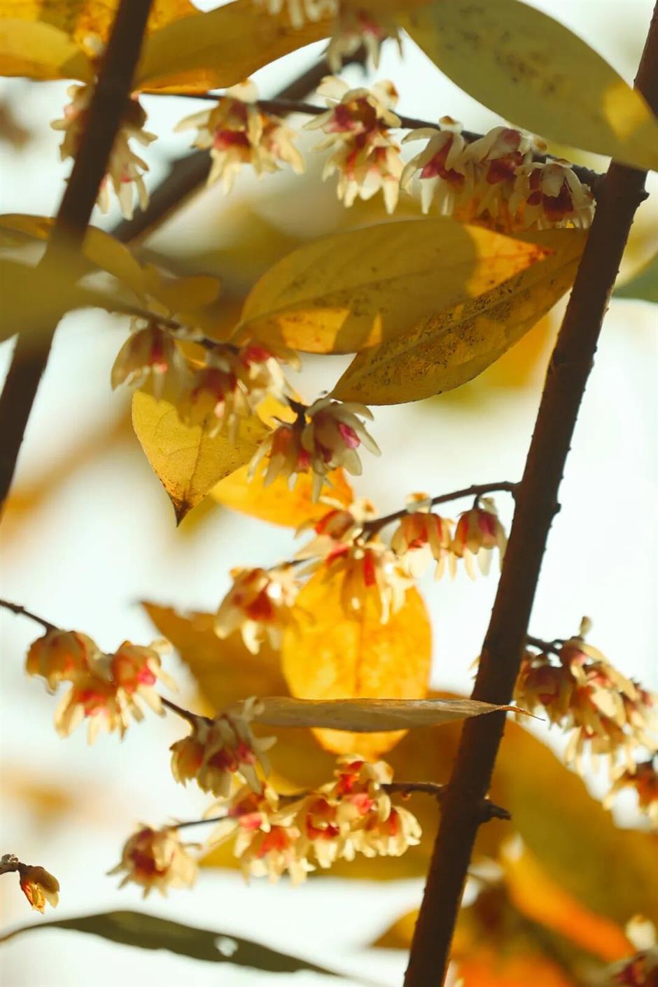 太香了!上海冬日顶流已上线→
