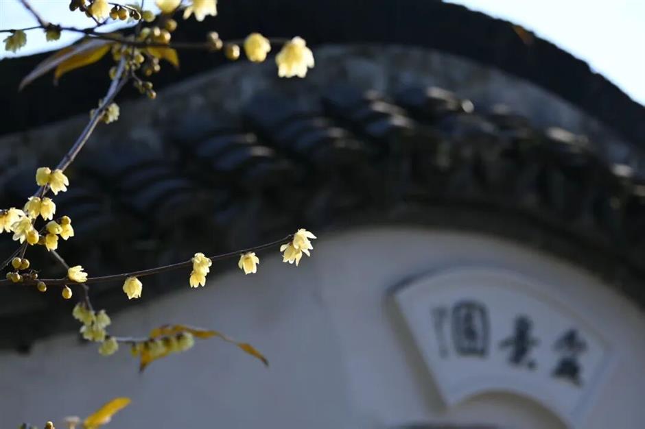 太香了!上海冬日顶流已上线→