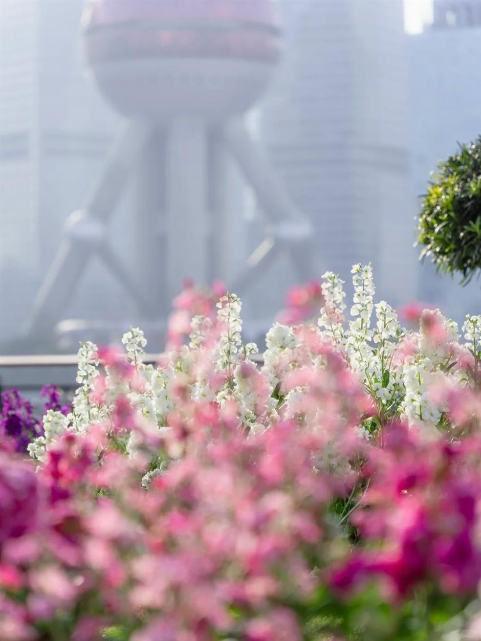 14000株紫罗兰花开成海、首个浦江冰场……魔都冬日顶流