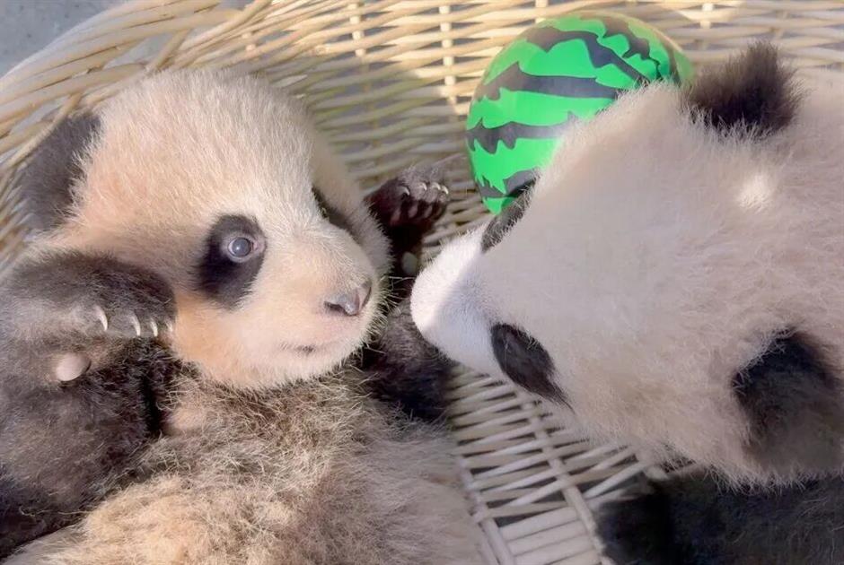 上海市区春节活动大赏!摩登打卡清单来了|旅选上海,超级新春