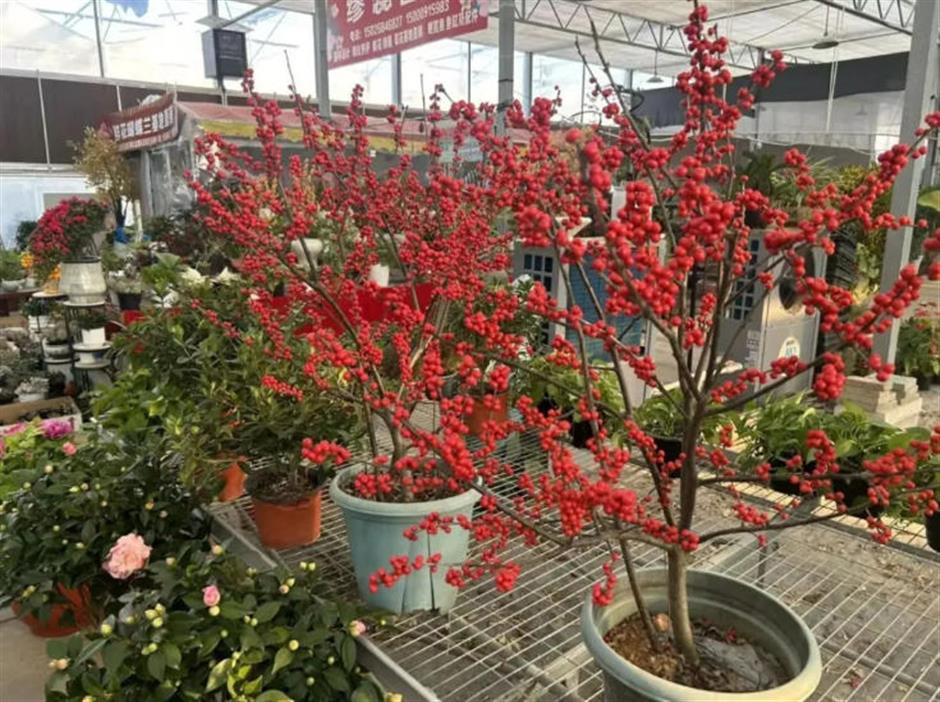 魔都年宵花市,开逛!