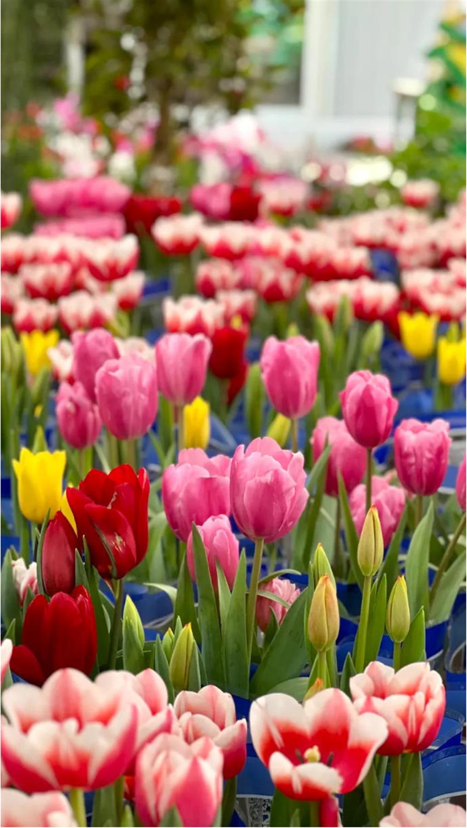 魔都年宵花市,开逛!