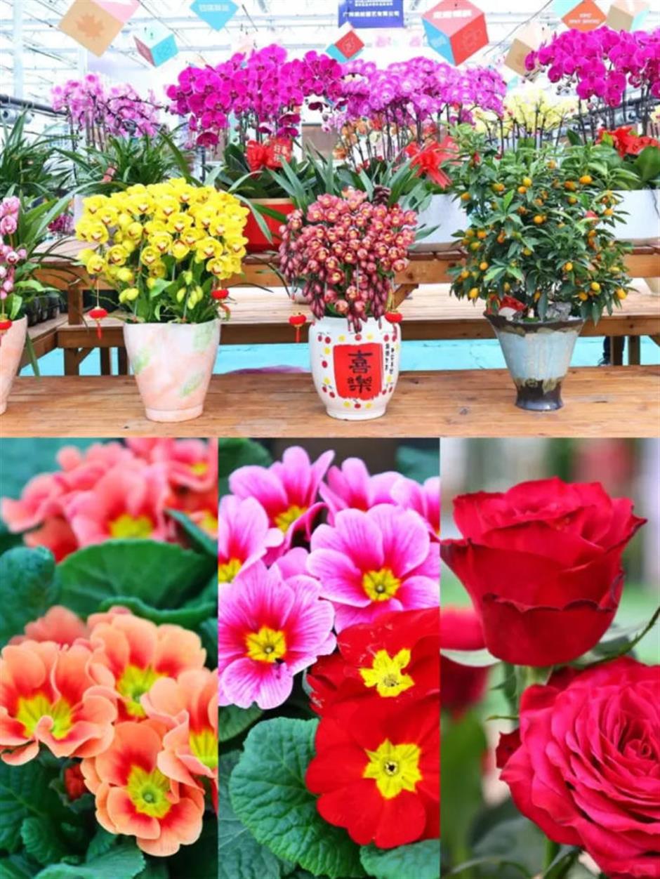 魔都年宵花市,开逛!