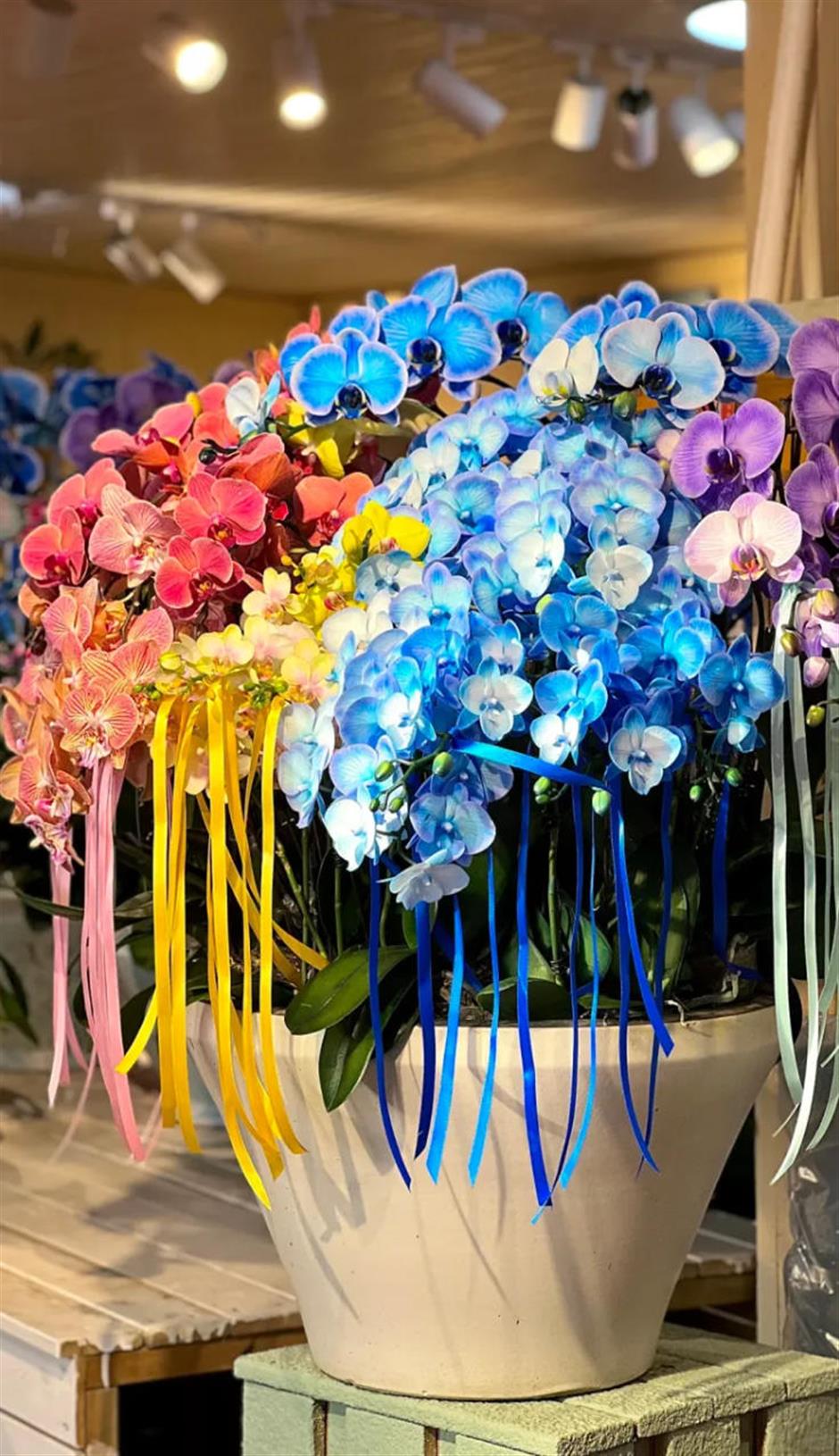 魔都年宵花市,开逛!