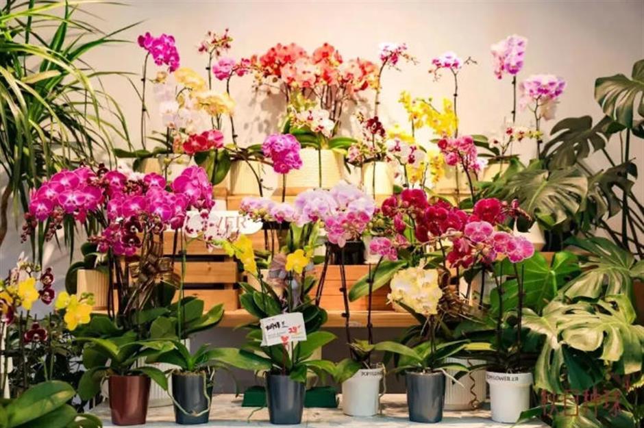 魔都年宵花市,开逛!