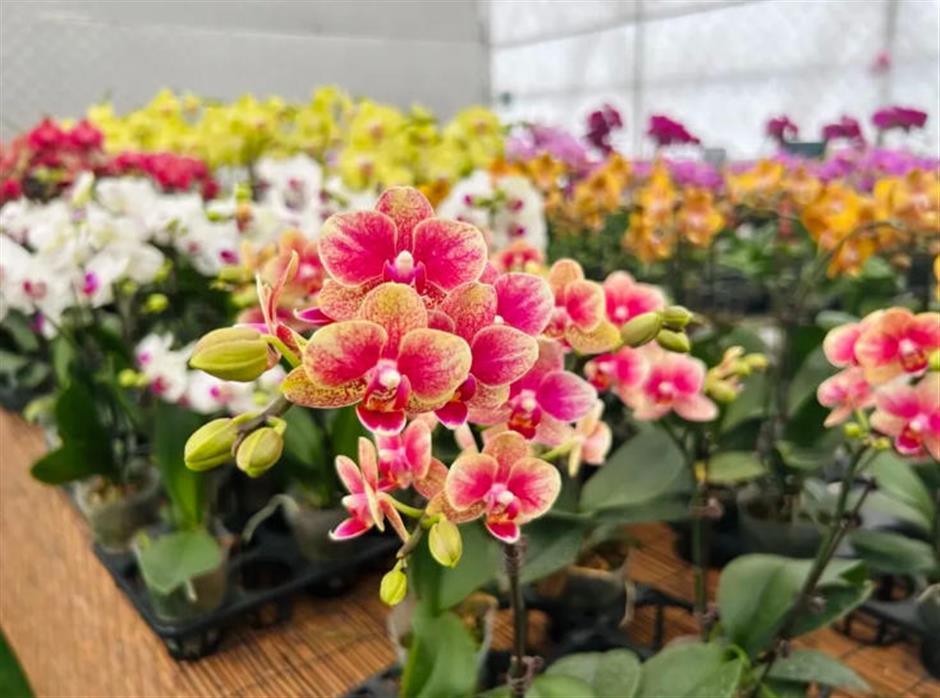 魔都年宵花市,开逛!